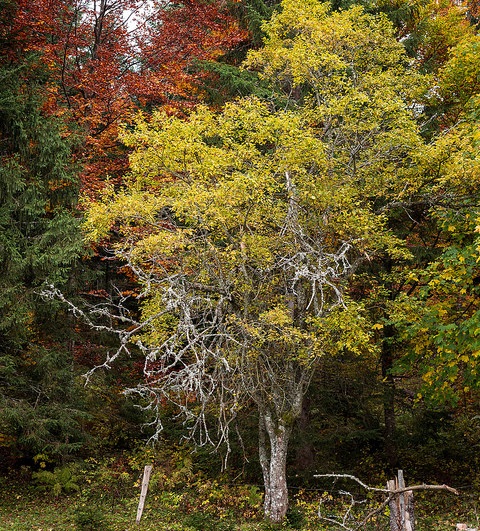 Séminaire Biodiversité en forêt