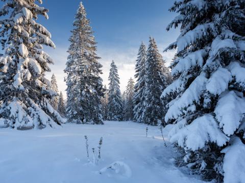 forêt neige