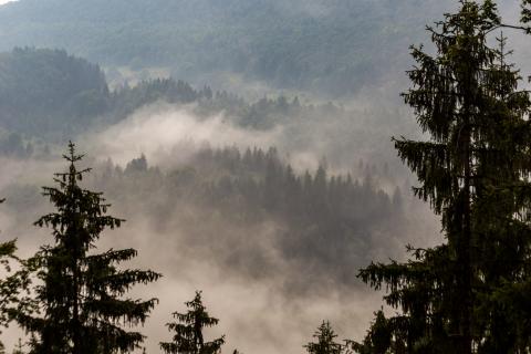 Arrêtés préfectoraux sur l'accès aux forêts