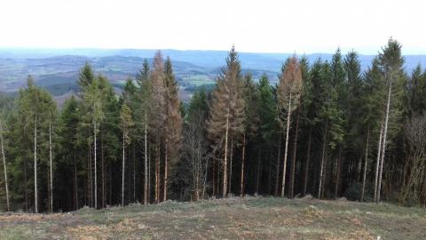 Peuplement d'épicéas scolytés
