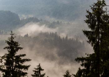 Arrêtés préfectoraux sur l'accès aux forêts